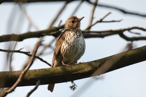 Song Thrush Song Thrush
