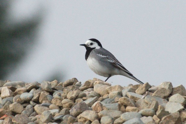 White Wagtail White Wagtail