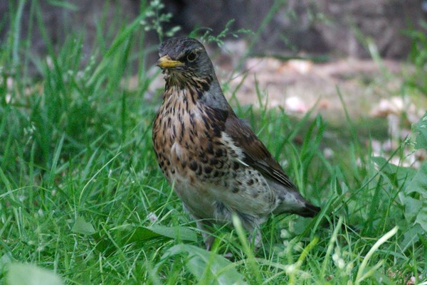 Fieldfare