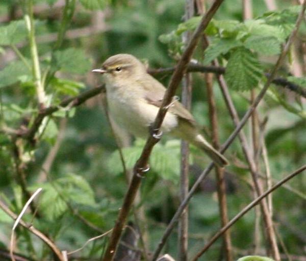 Willow Warbler Willow Warbler