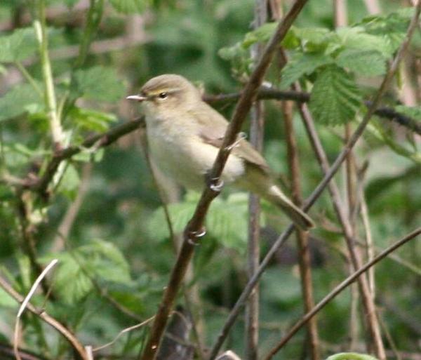 Willow Warbler