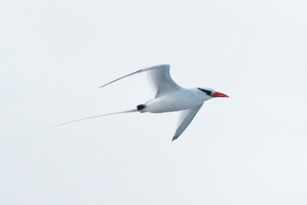 Royal Tern