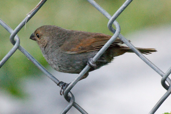 Black-faced Grassquit