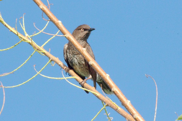 Scaly-breasted Thrasher Scaly-breasted Thrasher