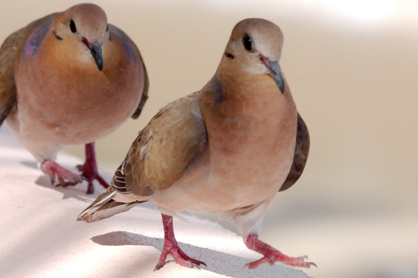 Zenaida Dove