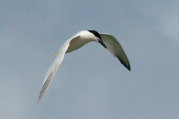 Sandwich Tern Sandwich Tern