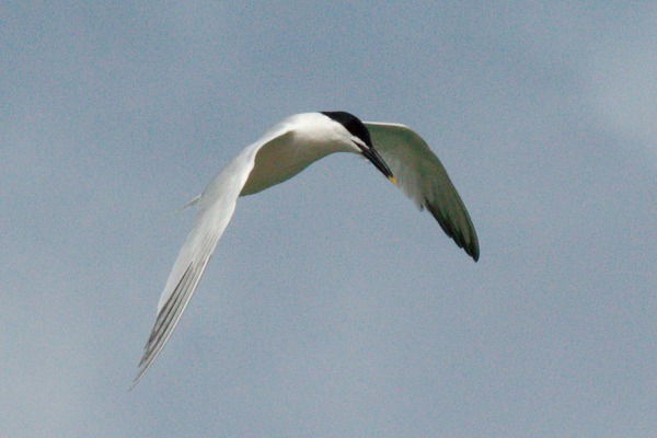 Sandwich Tern