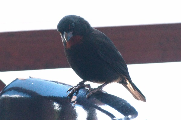 Lesser Antillean Bullfinch