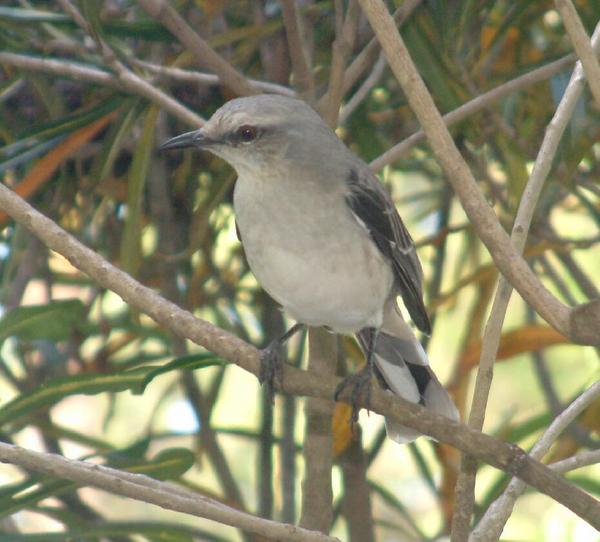 Tropical Mockingbird Tropical Mockingbird