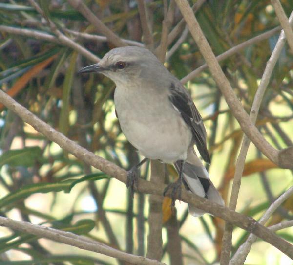 Tropical Mockingbird