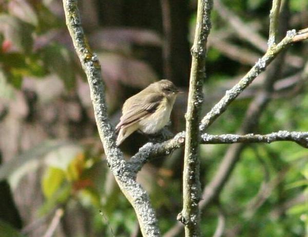 Chiffchaff Chiffchaff