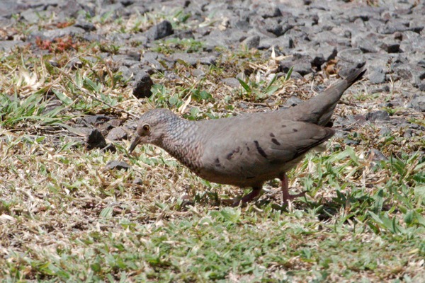 Common Ground Dove