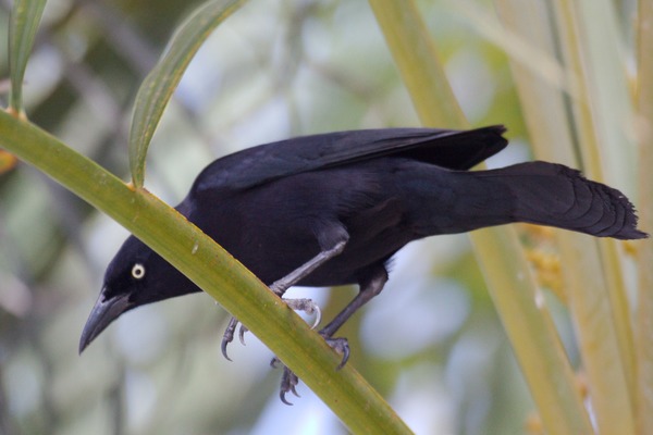 Carib Grackle