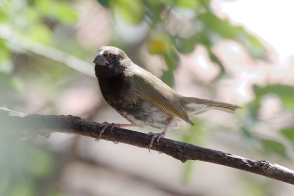 Black-faced Grassquit Black-faced Grassquit