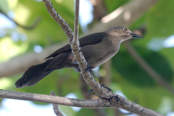 Carib Grackle Carib Grackle