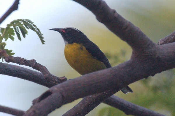 Bananaquit Bananaquit