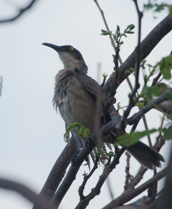 Grey Trembler Grey Trembler