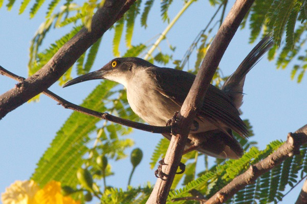 Brown Trembler Brown Trembler