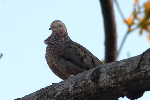 Common Ground Dove