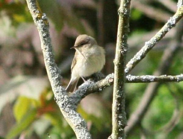 Chiffchaff