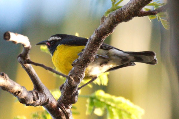 Bananaquit Bananaquit