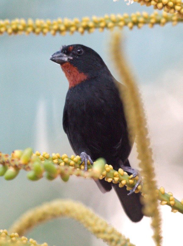 Lesser Antillean Bullfinch