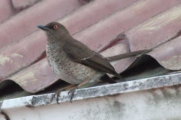 Scaly-breasted Thrasher Scaly-breasted Thrasher