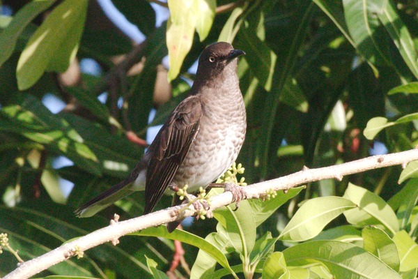 Scaly-breasted Thrasher Scaly-breasted Thrasher