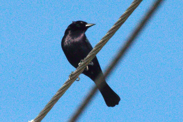 Shiny Cowbird Shiny Cowbird