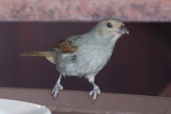 Lesser Antillean Bullfinch