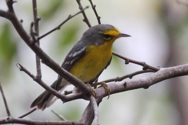 St Lucia Warbler St Lucia Warbler
