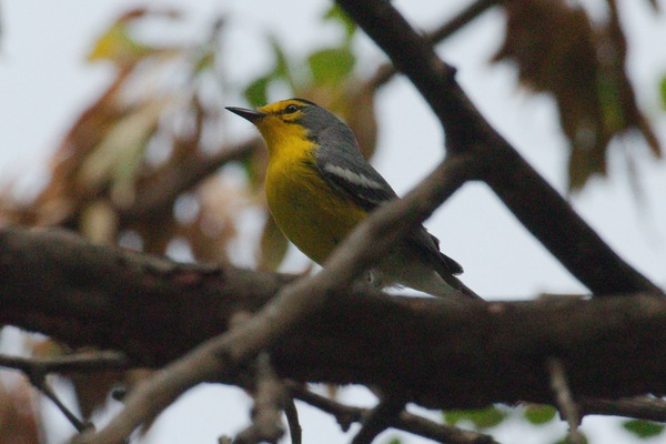 St Lucia Warbler