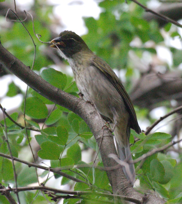 Lesser Antillean Saltator Lesser Antillean Saltator