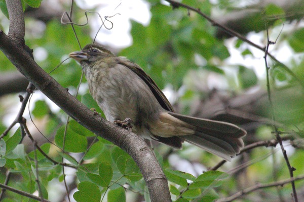 Lesser Antillean Saltator Lesser Antillean Saltator