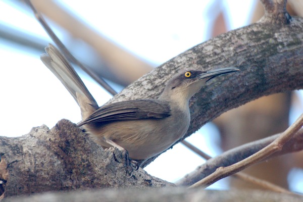 Grey Trembler Grey Trembler