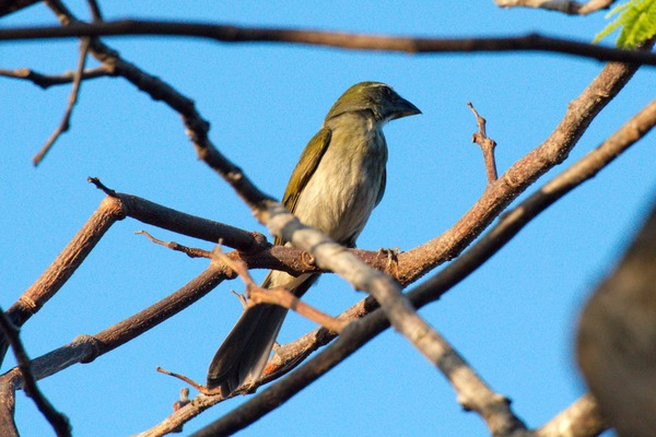 Lesser Antillean Saltator Lesser Antillean Saltator