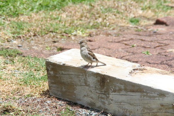 House Sparrow