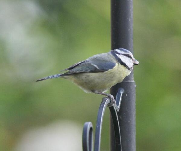 Blue Tit Blue Tit