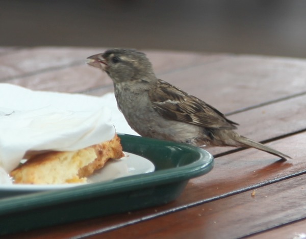 House Sparrow