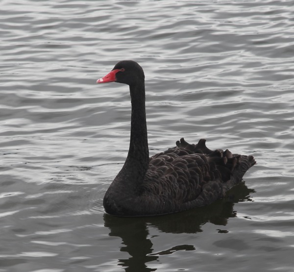 Black Swan Black Swan