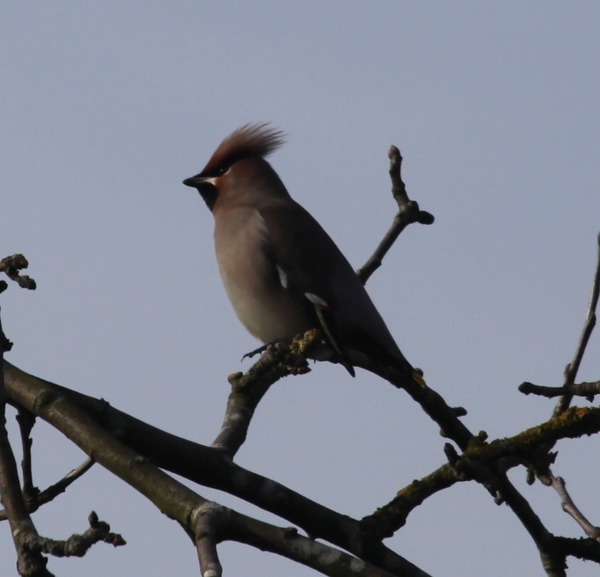 Waxwing