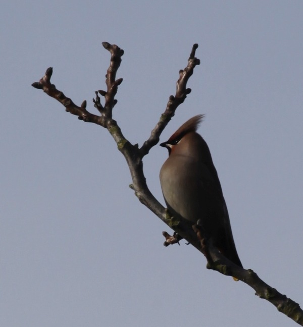 Waxwing