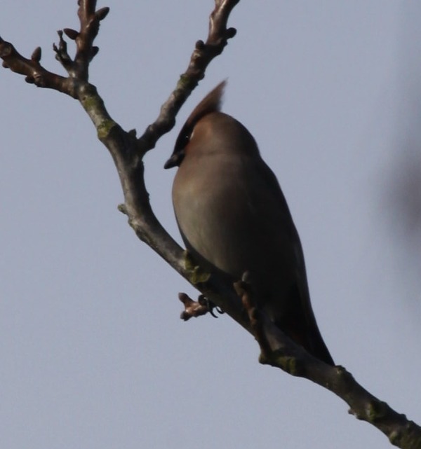 Waxwing