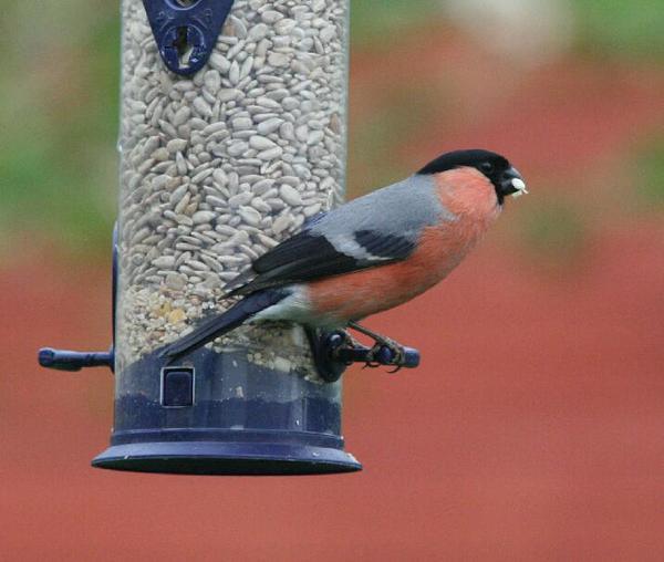 Bullfinch