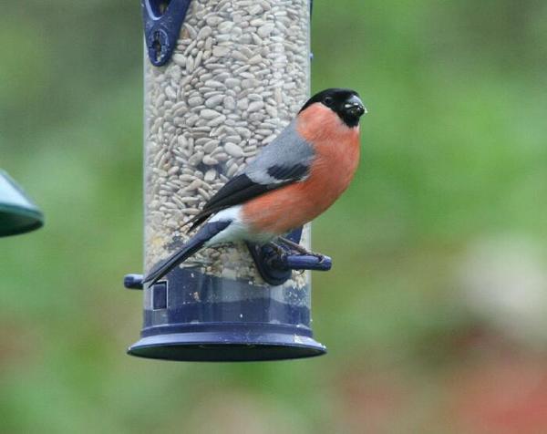 Bullfinch