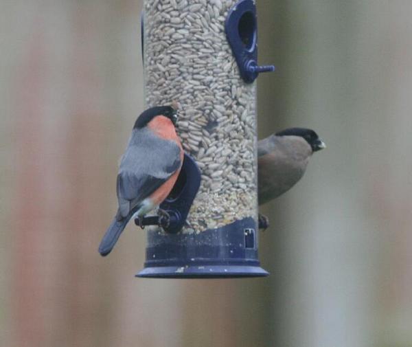 Bullfinch Bullfinch