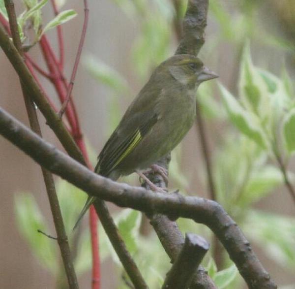 European Greenfinch European Greenfinch