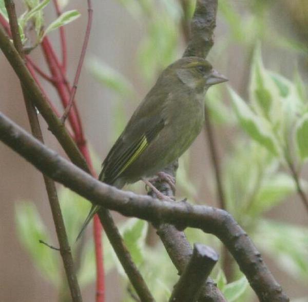 European Greenfinch