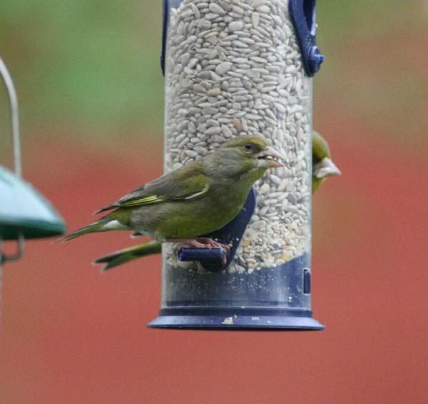 European Greenfinch