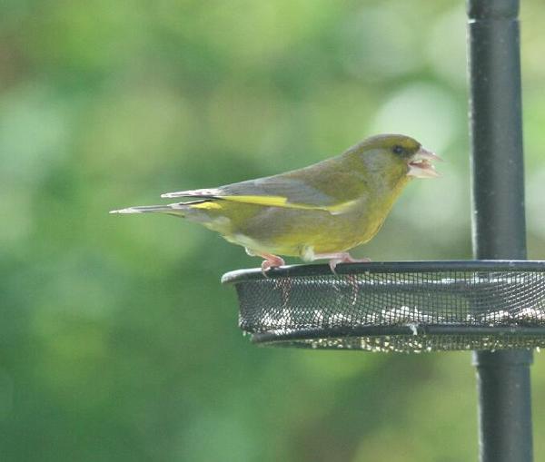 European Greenfinch